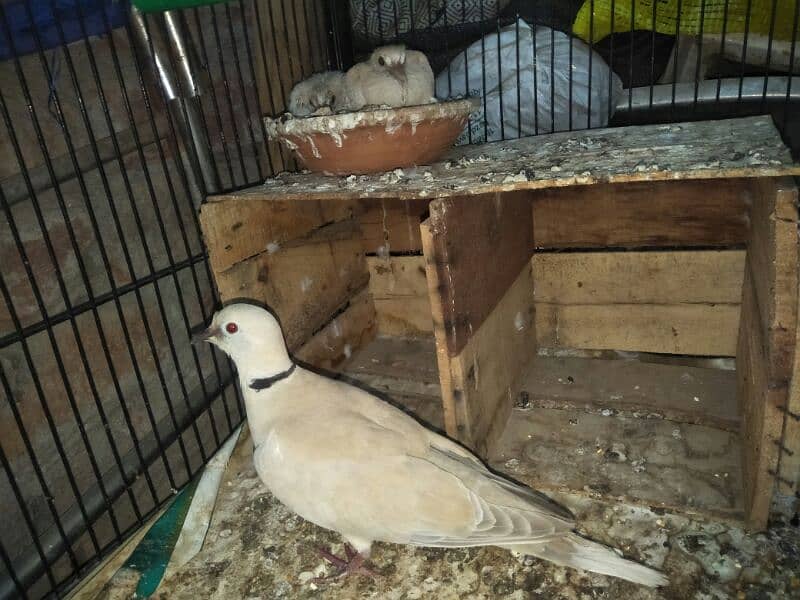 active & healthy doves 0