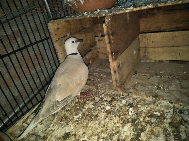 active & healthy doves 2