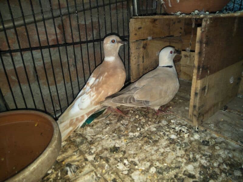 active & healthy doves 3