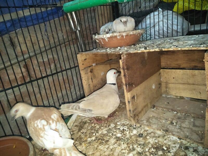 active & healthy doves 4