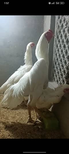 White Oh Shamo Top Quality Chicks Avaialble