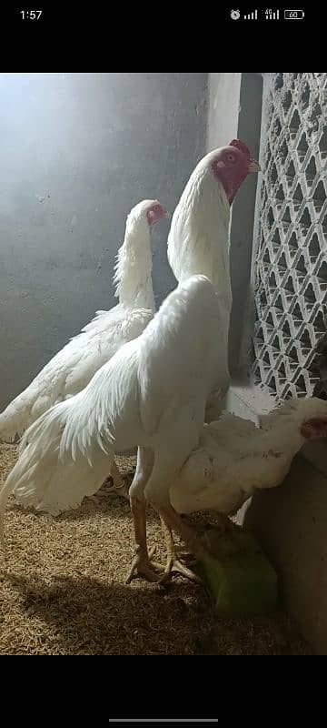 White Oh Shamo Top Quality Chicks Avaialble 0