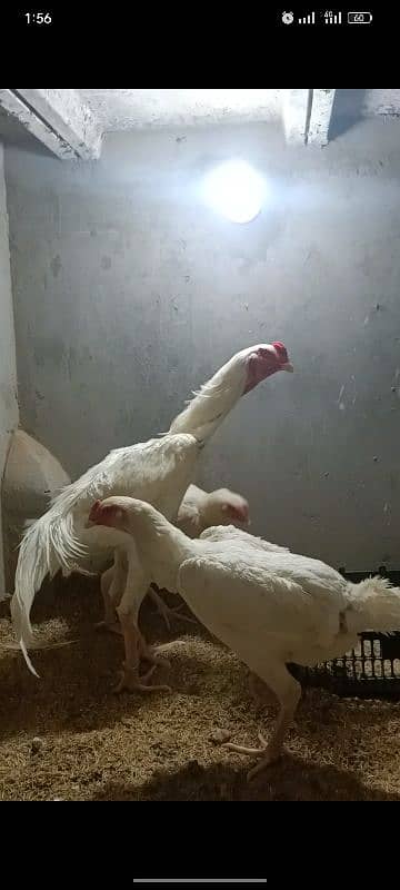 White Oh Shamo Top Quality Chicks Avaialble 5