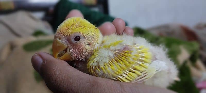 parrot babies 0