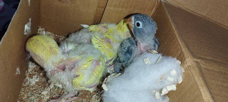 parrot babies 2