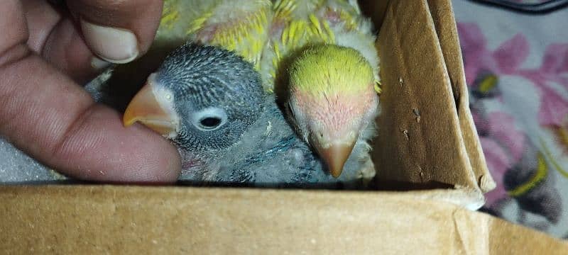 parrot babies 3