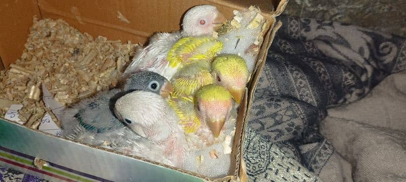 parrot babies 4