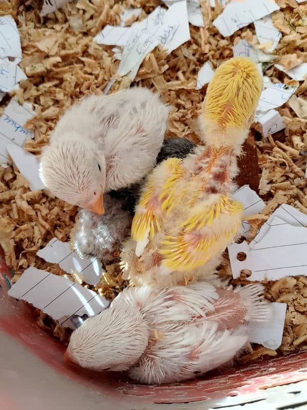 parrot babies 5