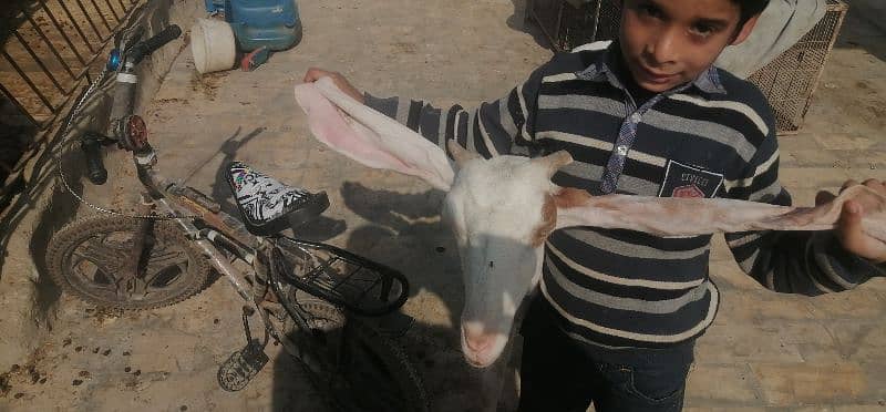 Gulabi bakri 4 dant 1