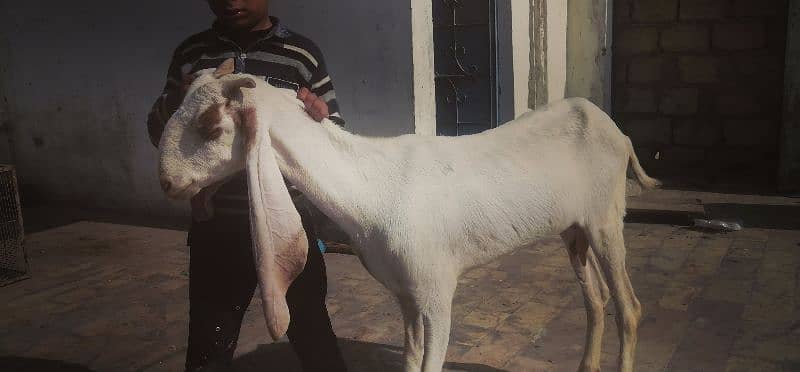 Gulabi bakri 4 dant 2