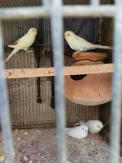 budgies