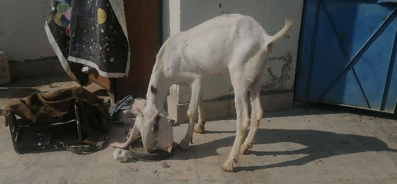 Gulabi bakri 4 dant 6