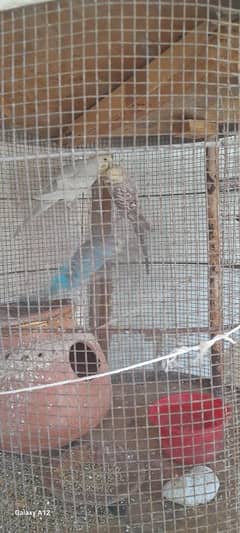 8 Mix Budgies