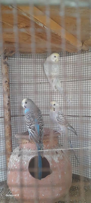 8 Mix Budgies 2