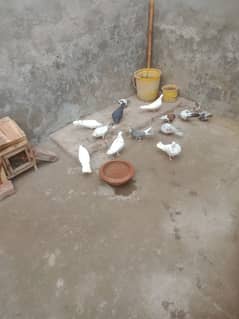 6 pair pigeons and 3 babies for sale