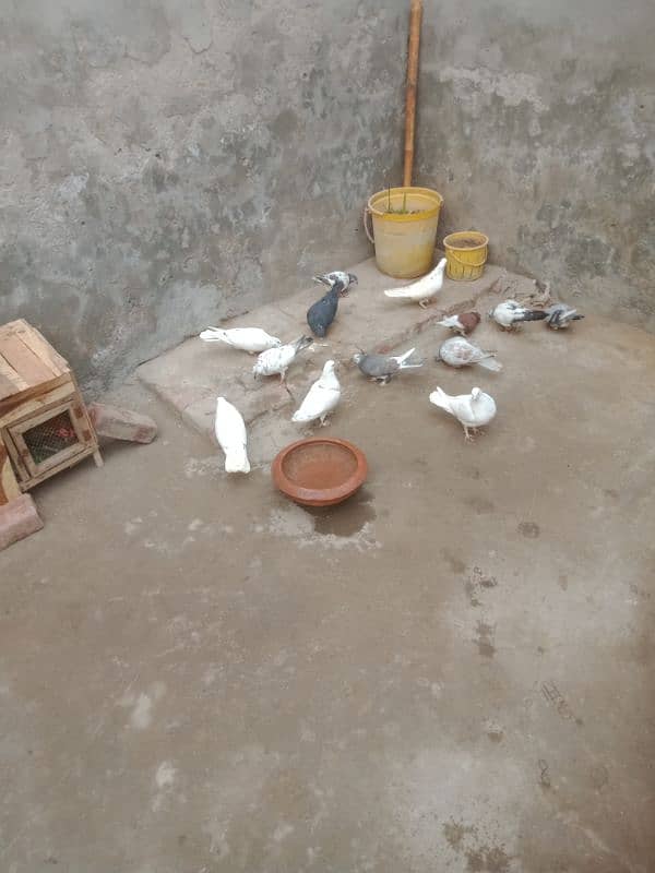 6 pair pigeons for sale 0