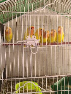 Yellow love birds for sale