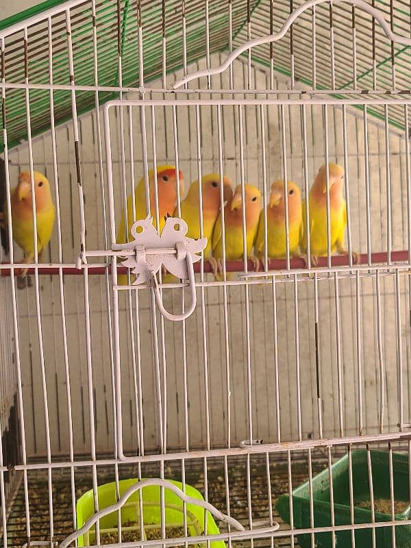 Yellow love birds k pathe for sale rs 900 per piece 1