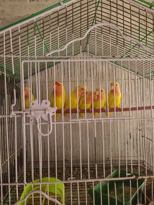 Yellow love birds k pathe for sale rs 900 per piece 2