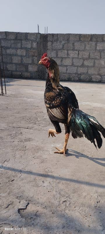 Pure Desi Aseel Murgha aur Murgi - High Quality Breeding Pair for Sale 3