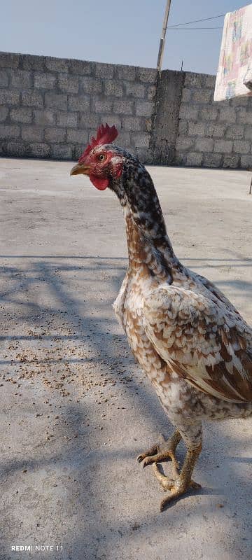 Pure Desi Aseel Murgha aur Murgi - High Quality Breeding Pair for Sale 10