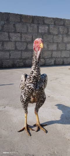 Pure Desi Aseel Murgha aur Murgi - High Quality Breeding Pair for Sale