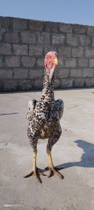 Pure Desi Aseel Murgha aur Murgi - High Quality Breeding Pair for Sale 0