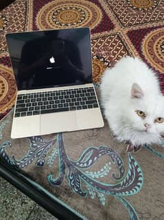 Macbook 12 inch 2015 8,256 Gold