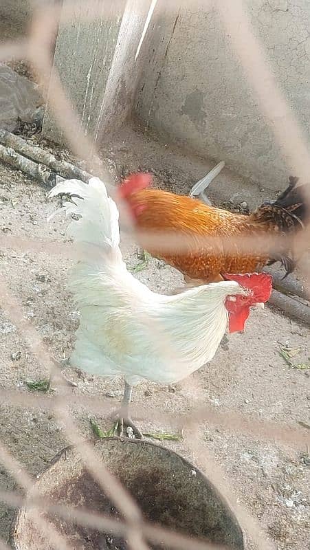 3 Desi Murghay for sale URGENT 2