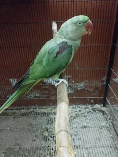 Parrot female