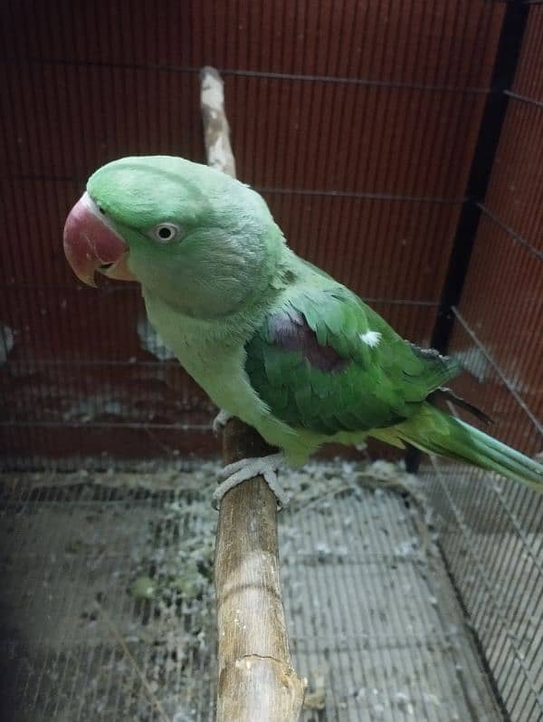 Parrot female 1