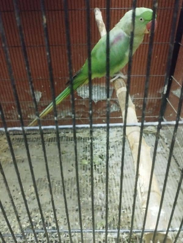 Parrot female 2