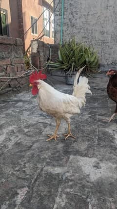 desi youn pair egg laying