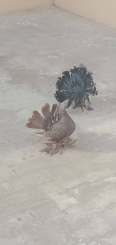 Indian fantails pigeon pair 0