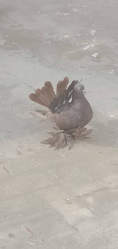 Indian fantails pigeon pair 1