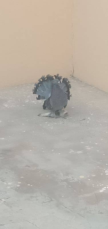 Indian fantails pigeon pair 2