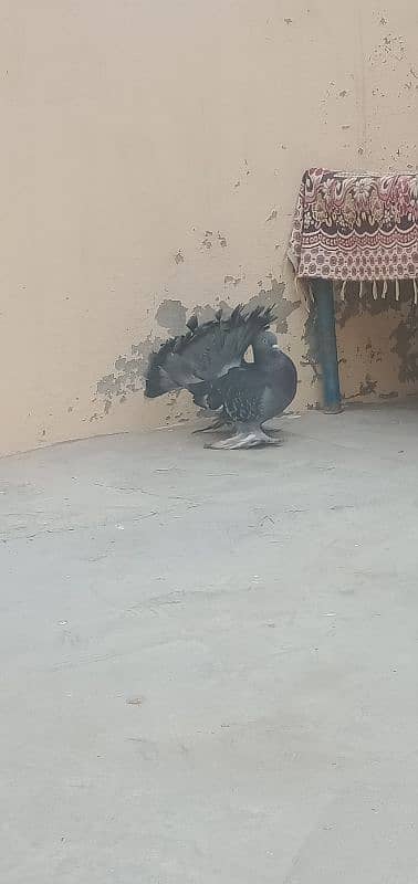 Indian fantails pigeon pair 3