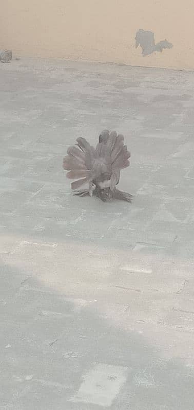 Indian fantails pigeon pair 4