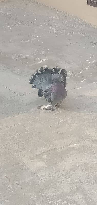 Indian fantails pigeon pair 6