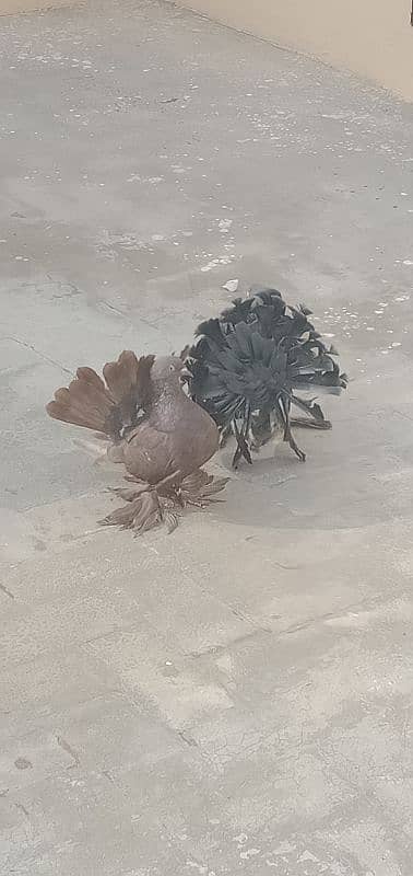 Indian fantails pigeon pair 7