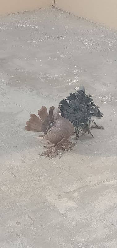 Indian fantails pigeon pair 8