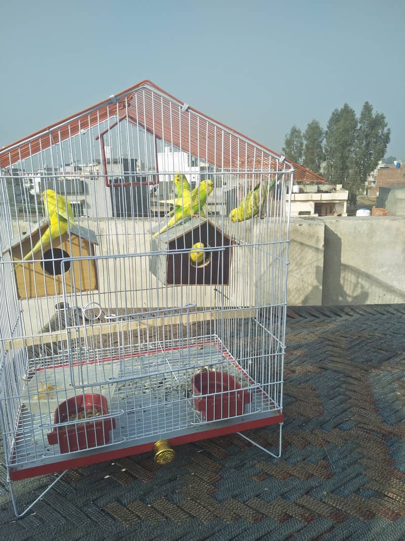 Urgently sale 5 Pieces of Love Birds with Iron Big cage 0