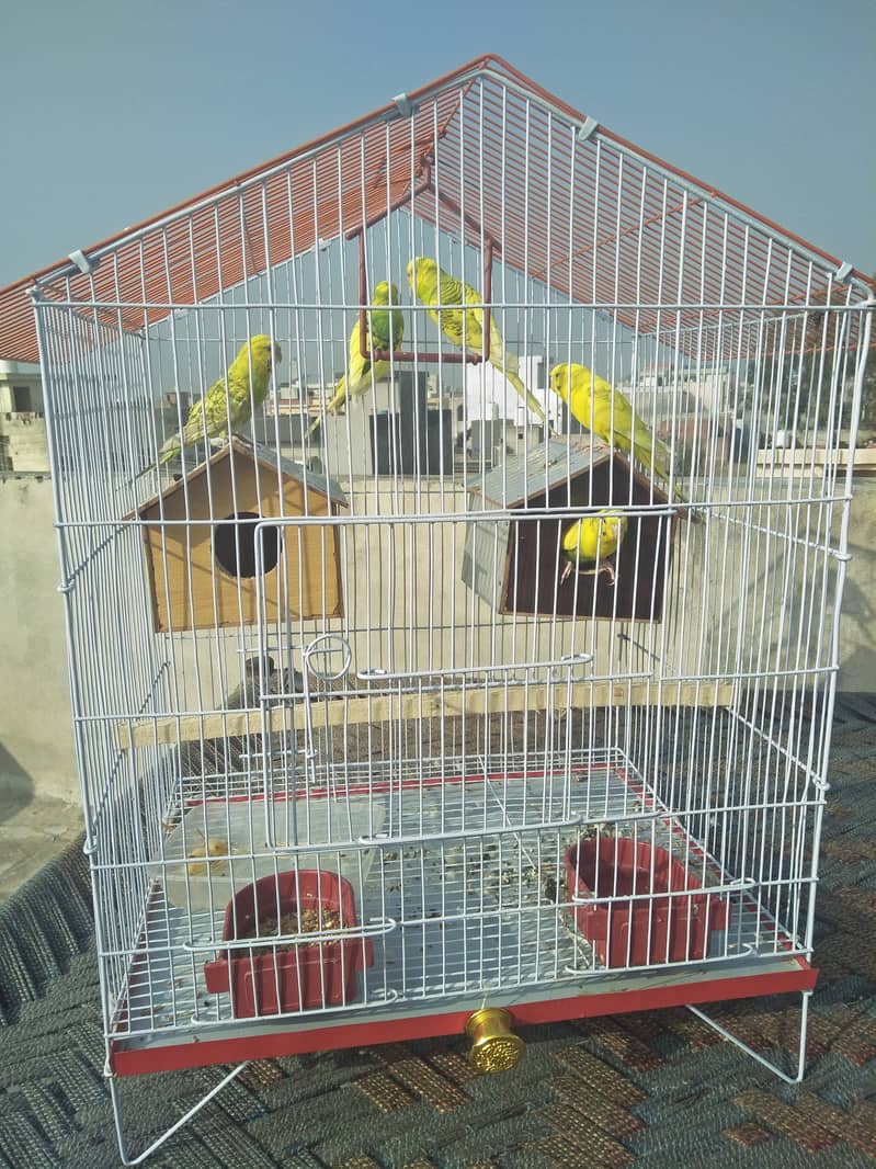 Urgently sale 5 Pieces of Love Birds with Iron Big cage 1