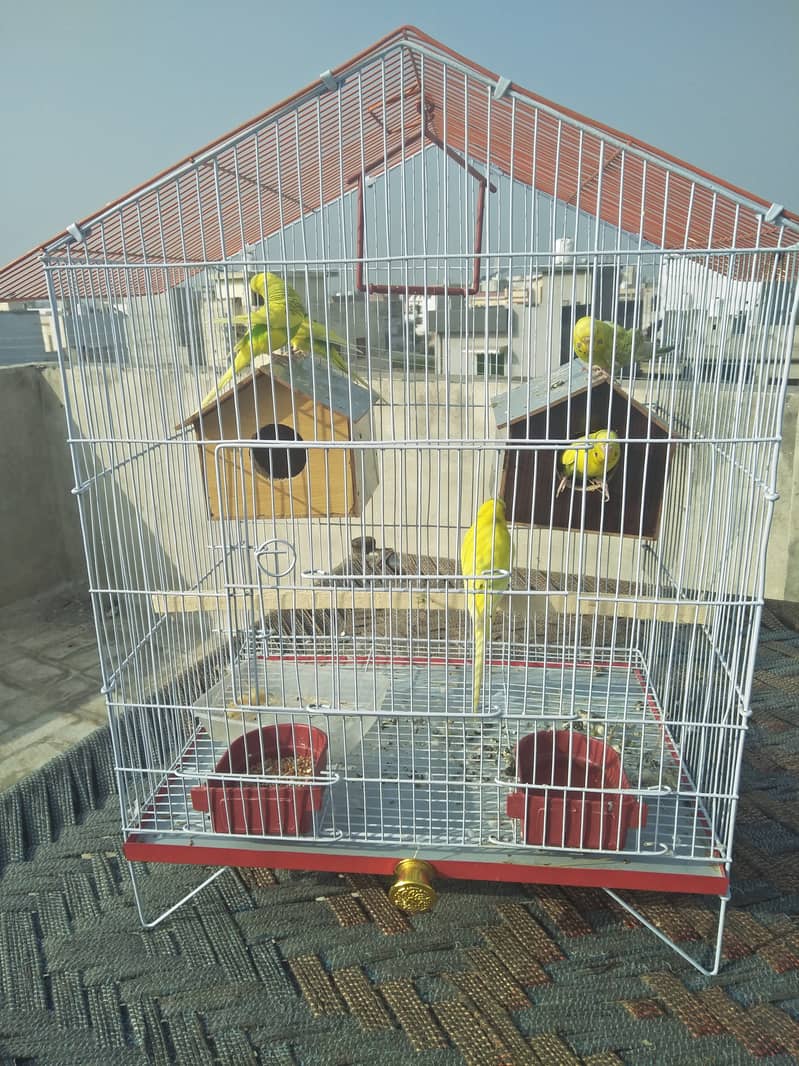 Urgently sale 5 Pieces of Love Birds with Iron Big cage 2