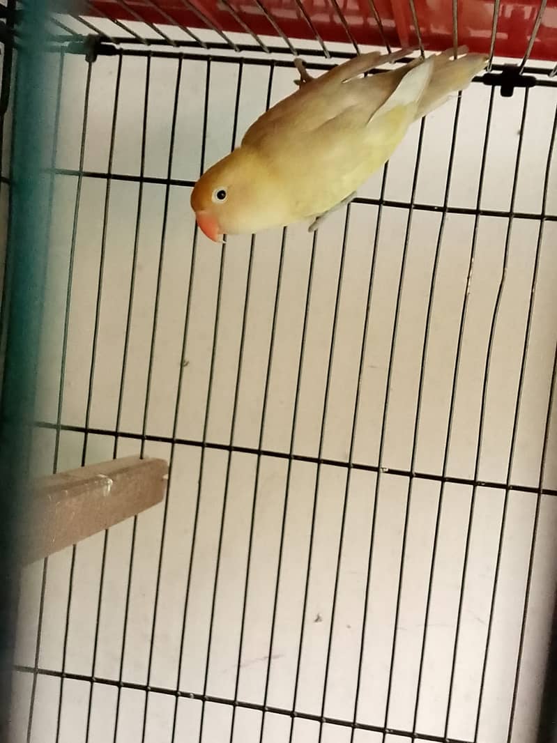 Ready to breed Parblue pastelino female( 03274597505 ) 3