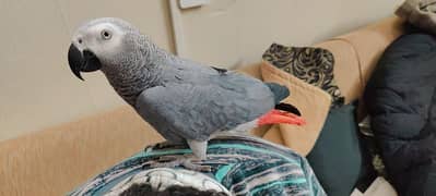 African grey parrot 1.3 years