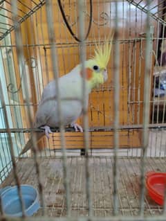 cockatiel