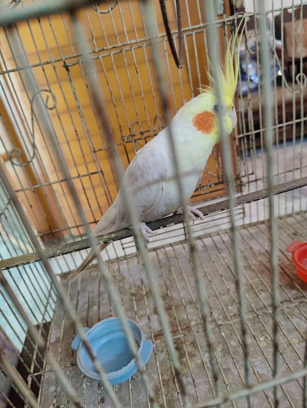 cockatiel male 1