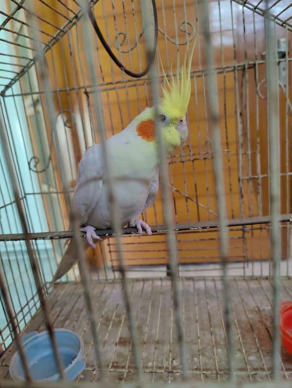 cockatiel male 3