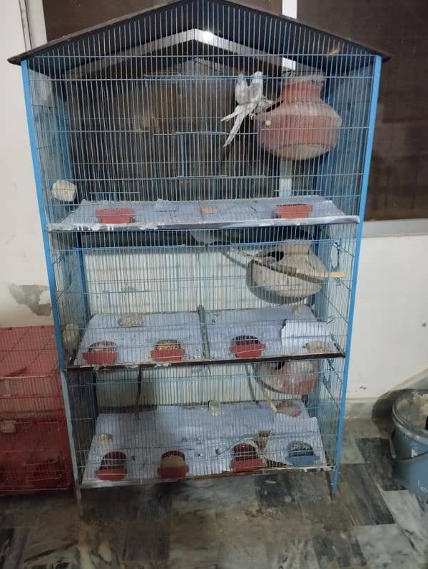 Cockatiel pairs with cage | small setup for sale 1